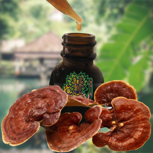 Reishi Ling Zhi (Ganoderma Lucidum) Czerwony 100% BIO - Matka nalewka