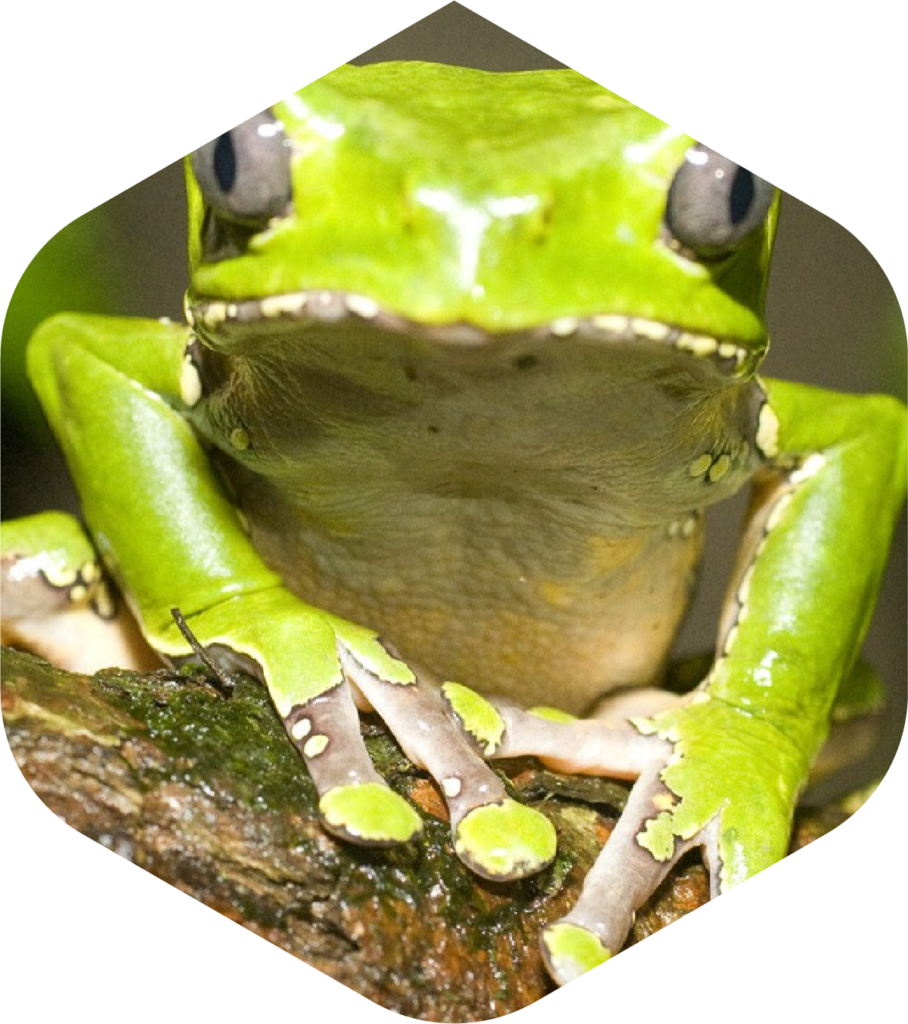 Kambo Scoop Stick Double Super Detoksykowanie Peru Amazonia