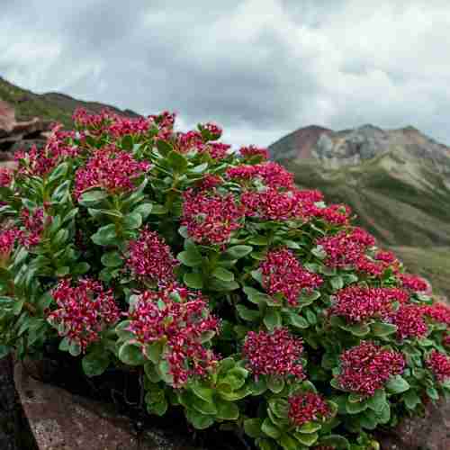 Rhodiola-Rosea
