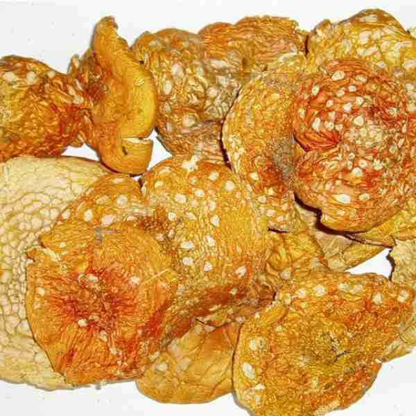 Amanita muscaria – suszona, ceremonia i mikrodawkowanie