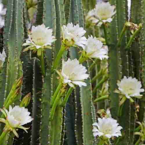 Night Blooming Cactus