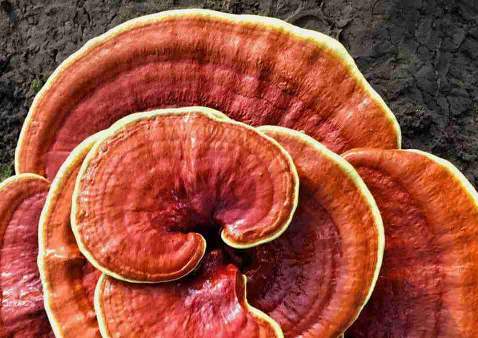 Reishi Ling Zhi (Ganoderma Lucidum) Rosso 100% BIO - Intero Essiccato
