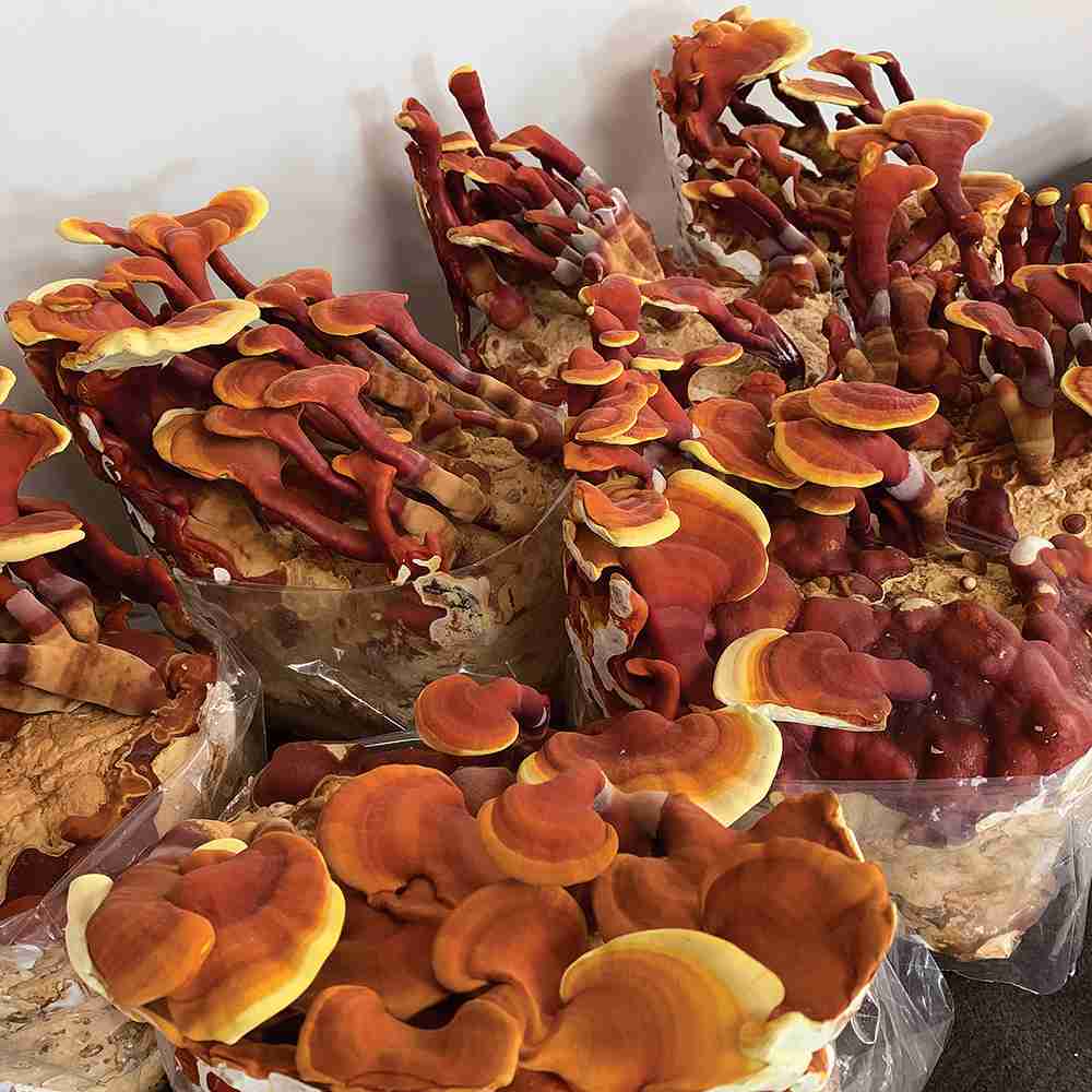 ganoderma Lucidu reishi Ling Zhi(8)