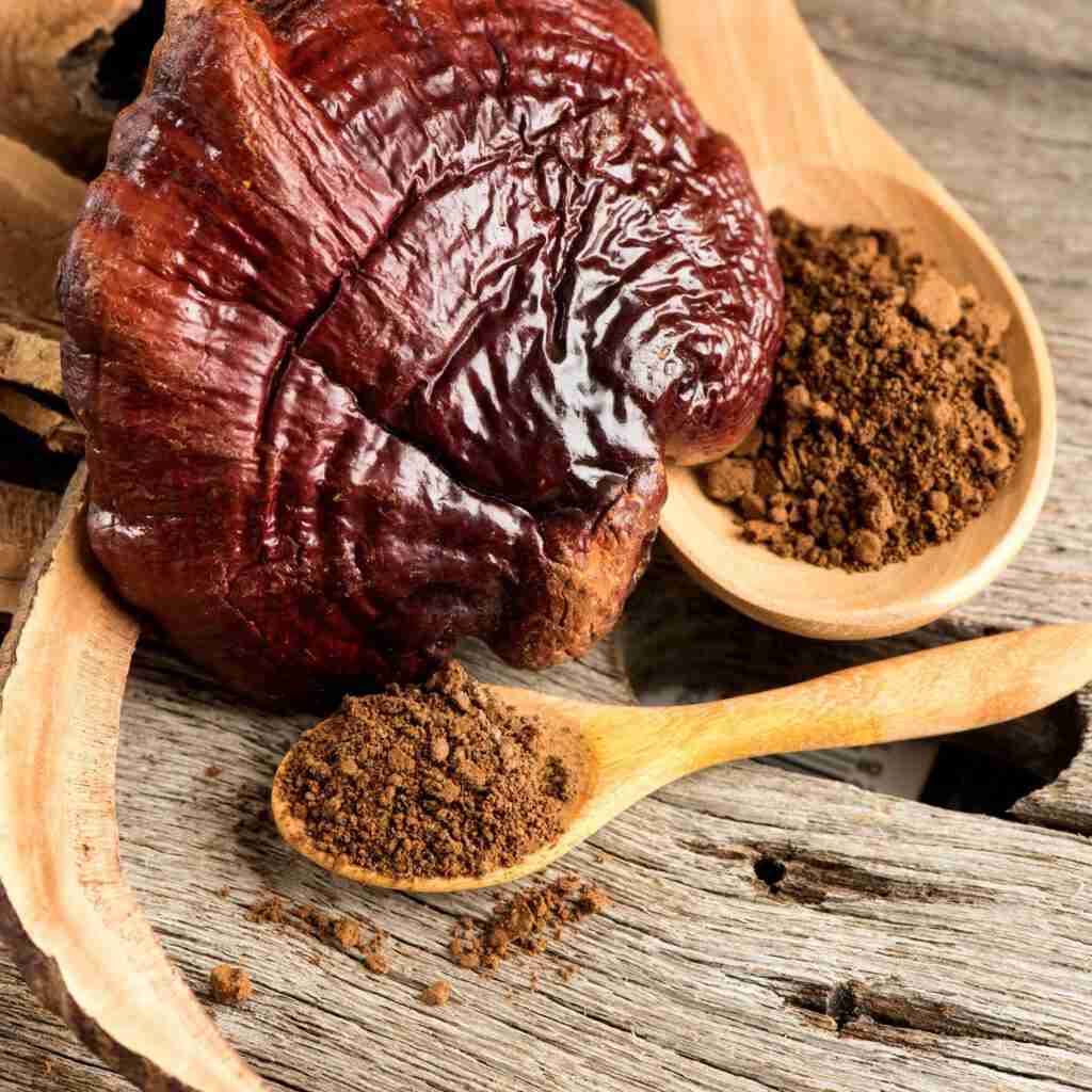Reishi Ling Zhi (Ganoderma Lucidum) Czerwony 100% BIO - ekstrakt w proszku 5: 1