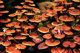 ganoderma magico